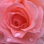 raindrops-on-roses